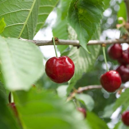 Kojsko Farmstay Kmetija Stekar מראה חיצוני תמונה