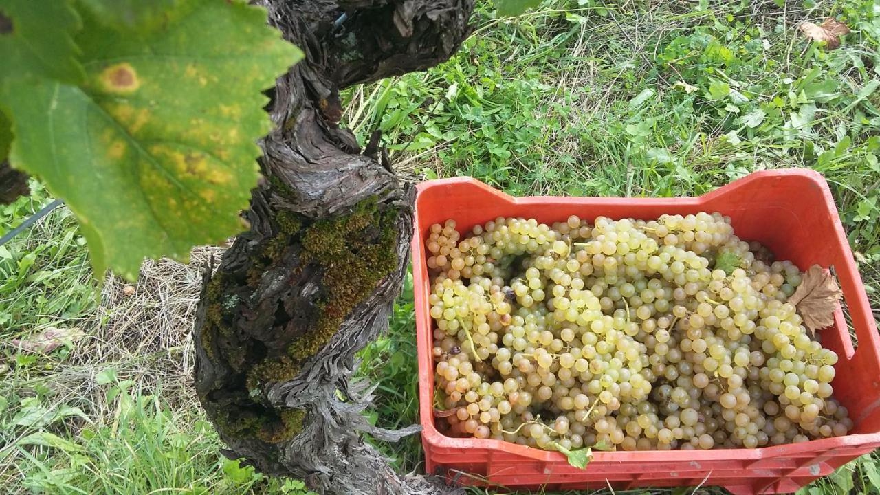 Kojsko Farmstay Kmetija Stekar מראה חיצוני תמונה