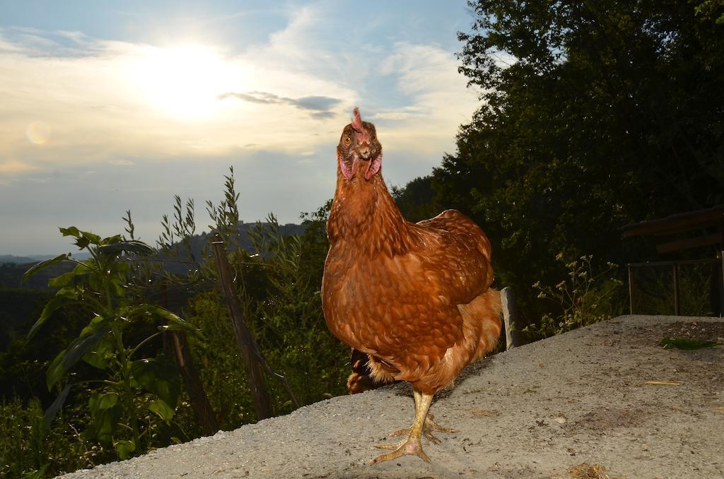 Kojsko Farmstay Kmetija Stekar מראה חיצוני תמונה